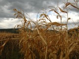 Field of Corn