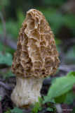 2012-04-22 Morels 103.JPG