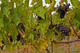 Grapes waiting to be harvested