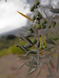 Olives not yet ripe