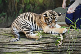 Tiger Cubs