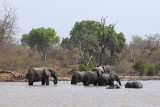 Le bain des lphants