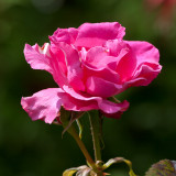 Rose du jardin