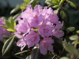 Rhododendron