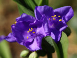 Tradescantia ou Ephmre