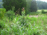 IMG_2055.JPG