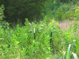 IMG_2057.JPG
