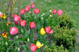 <strong>Tulipes / Tulips</strong>