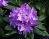 <strong>Rhododendron</strong>