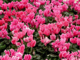 <strong>Cyclamens</strong>