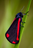 Cinabar Moth