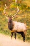 Wisconsin elk