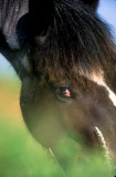 M4855.jpg    A beautiful wild horse.