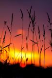 _MG_4575.jpg