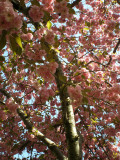 spring shade