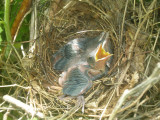 chirp chirp