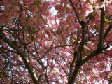 pink canopy