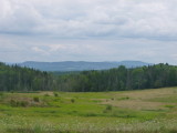 The Meadow