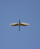 Spoon-billed Stork