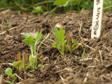 P6064230sm.jpg