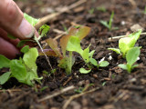 P6074306sm.jpg