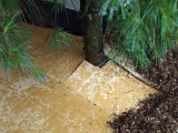 P6224657sm.jpg