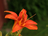 P7085020.JPG