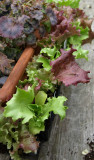 P5037747sm.jpg
