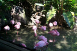 On Flamingo pond