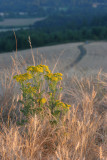 Wheat and valley II