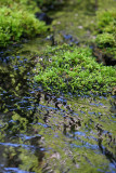 moss bokeh