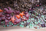 star fish colony