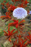 Blue Lace Flower in Kings Park Botanical Garden