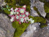 succulants, rock and moss