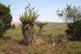 Aloe marlothii (???) and Cyathea Dregei. Malolotja Nature Reserve, Swaziland