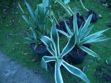 3 Agave species (l-t-r): Unknown Ag sp, Ag. americana varieagata, Ag. angustifolia marginata.