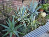 Agaves etc