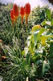 kniphofia prince igor