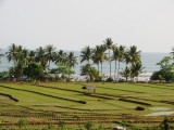 Sawah dan Pantai di kejauhan