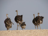 19 - Ostrich