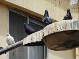 32 Rock Pigeon - Columba livia