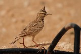 36 - Crested Lark  - Galerida cristata