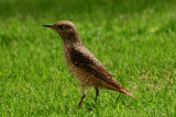 47  Rufous-tailed Rock Thrush - Monticola saxatilis