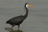 27 - Western Reef Heron - Egretta Gularis