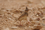 Crested Lark - a truly desert bird