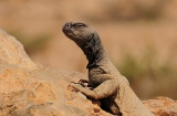 desert iguana