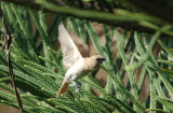 Scaly breasted Munia - Lonchura Punctulata