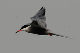 59 Common Tern - Sterna hirundo
