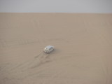 Dune Bashing in Sea Line, Qatar