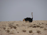 Roaming Ostrich, Ras Abroug, Zakreet, Qatar